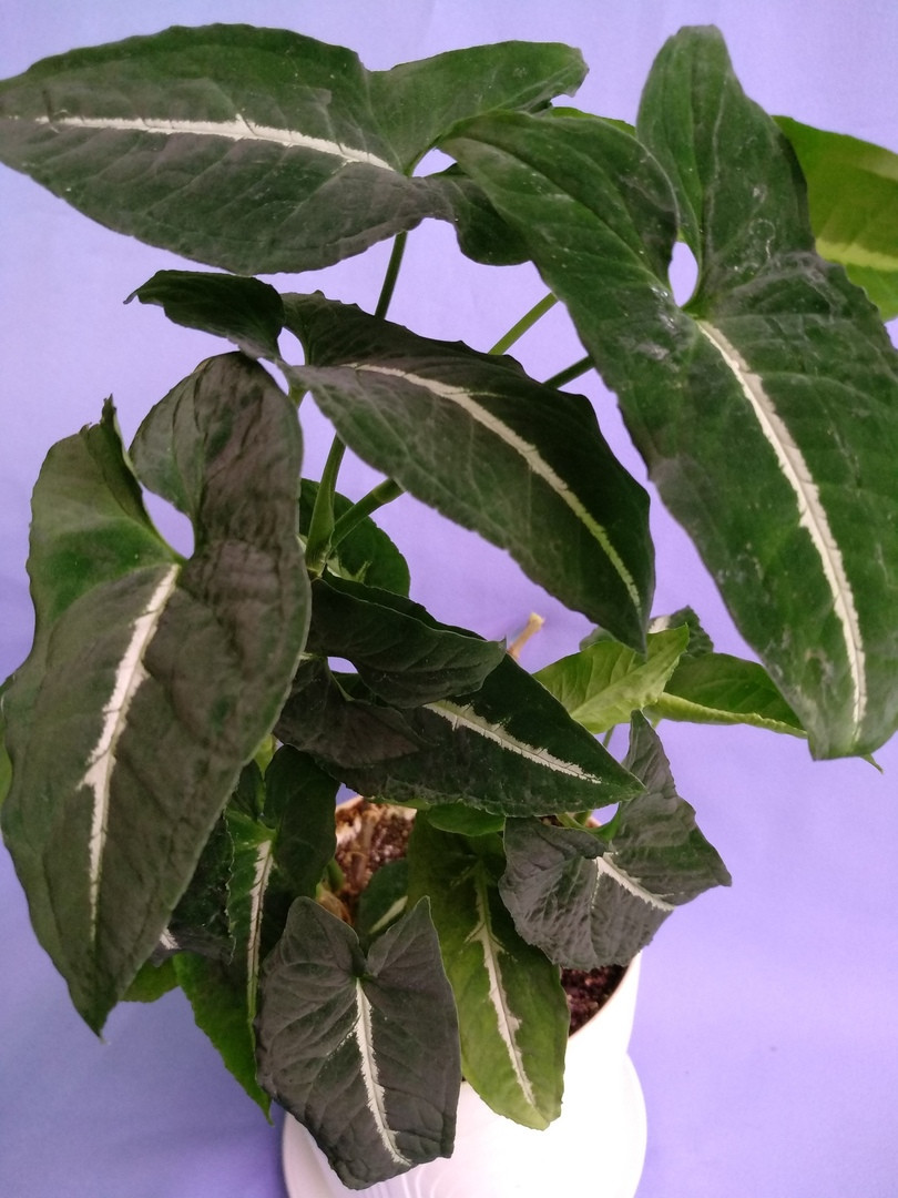 Wendlandii Long Leaf