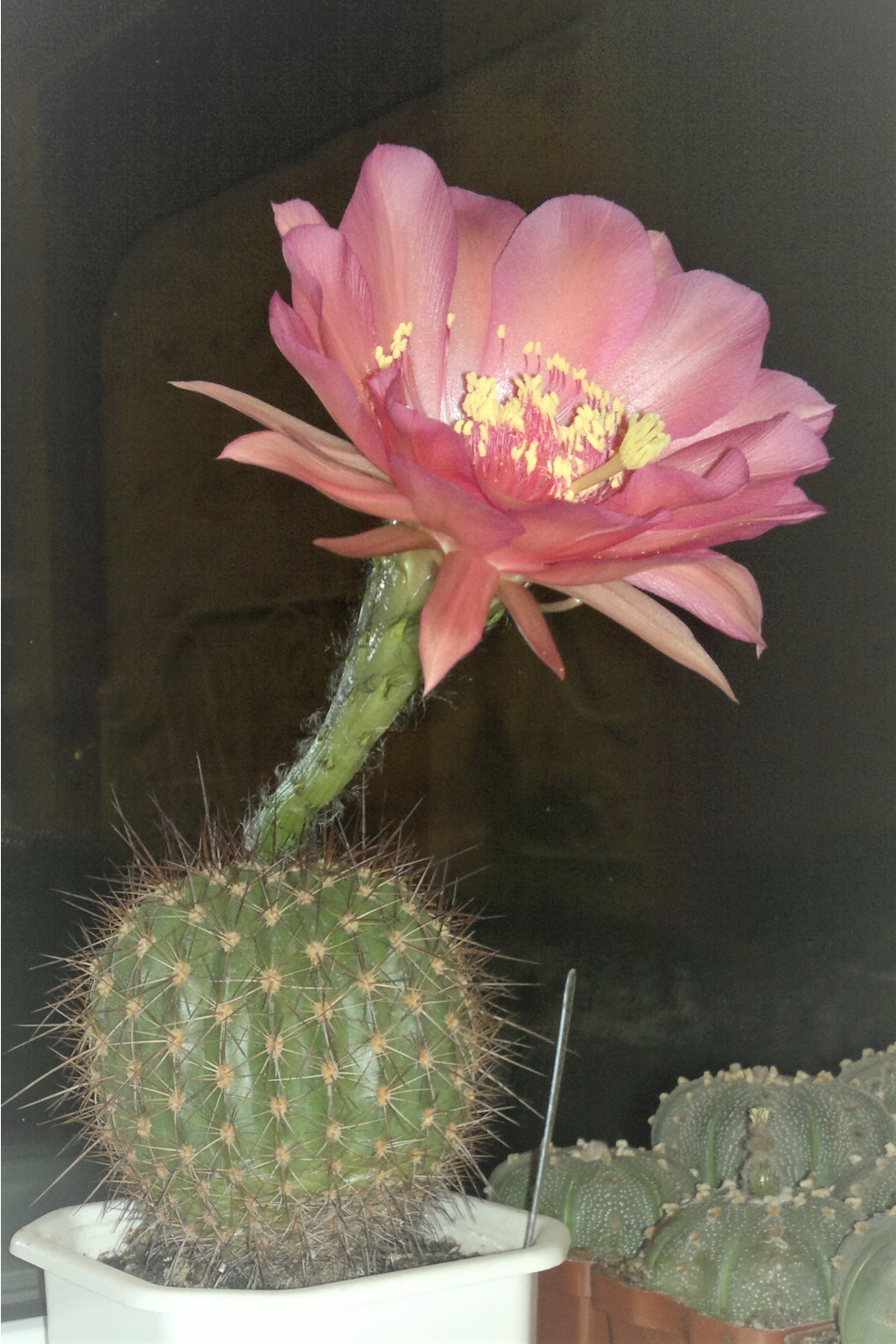 Echinopsis kermesina VG-610