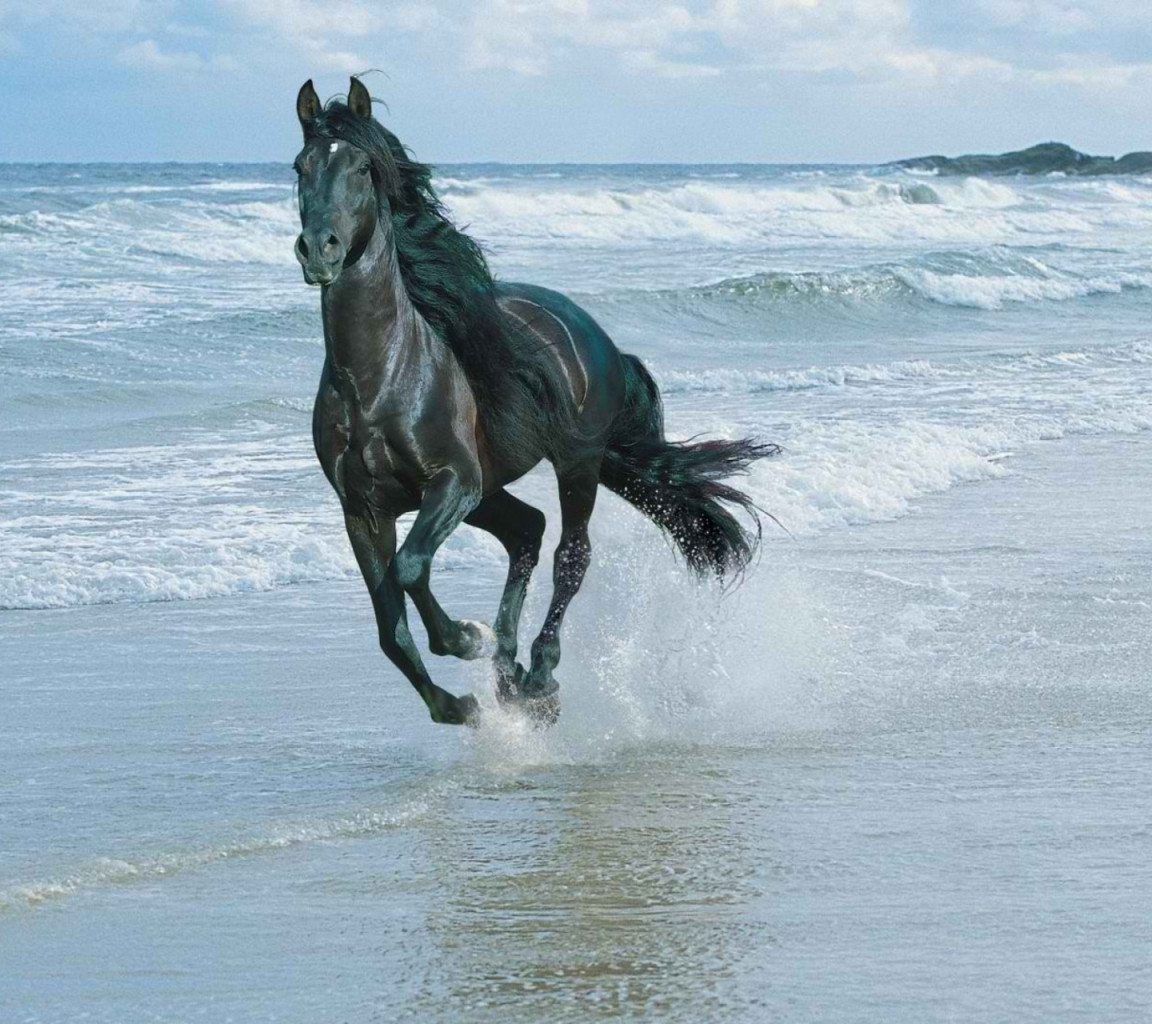 Black-Horse-On-Sea-Shore-1440x1280.jpg