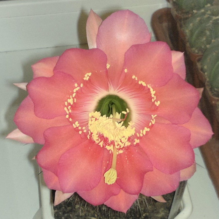 Echinopsis kermesina VG-610