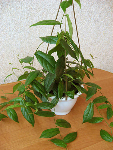  ( FICUS SAGITTATA)-    ..