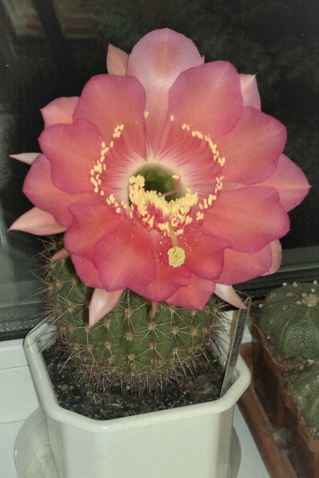 Echinopsis kermesina VG-610