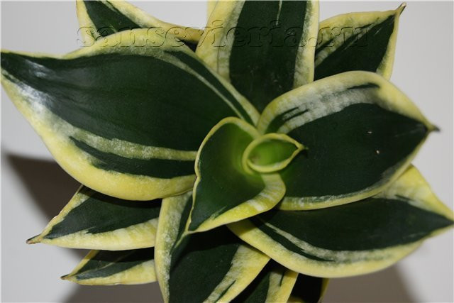     ( Sansevieria Golden Hahnii Black) -