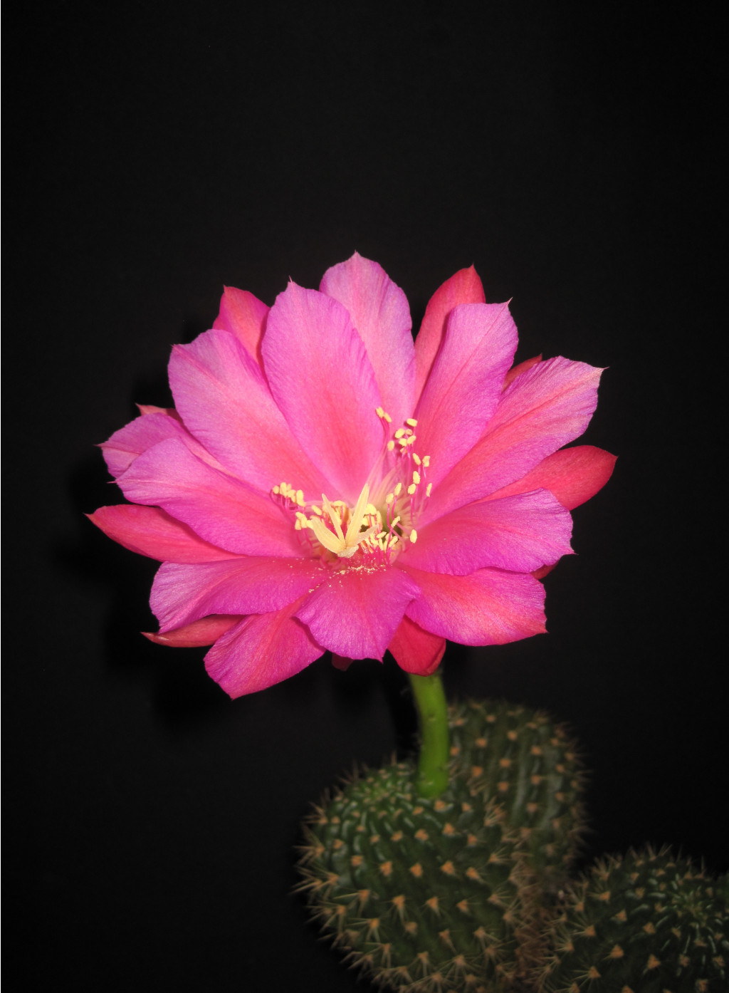 Echinopsis kermesina