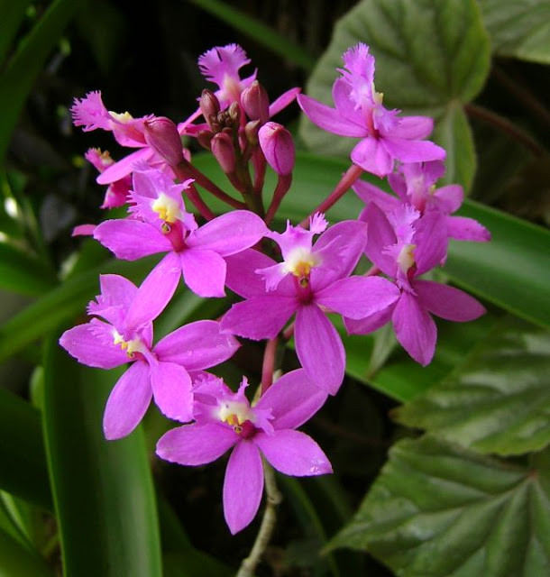  (Epidendrum ibaguense)