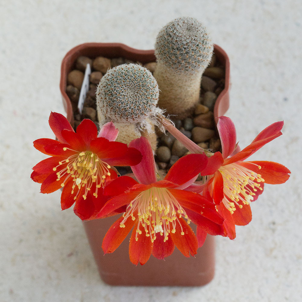 Rebutia heliosa var condorensis IMG 5238.jpg