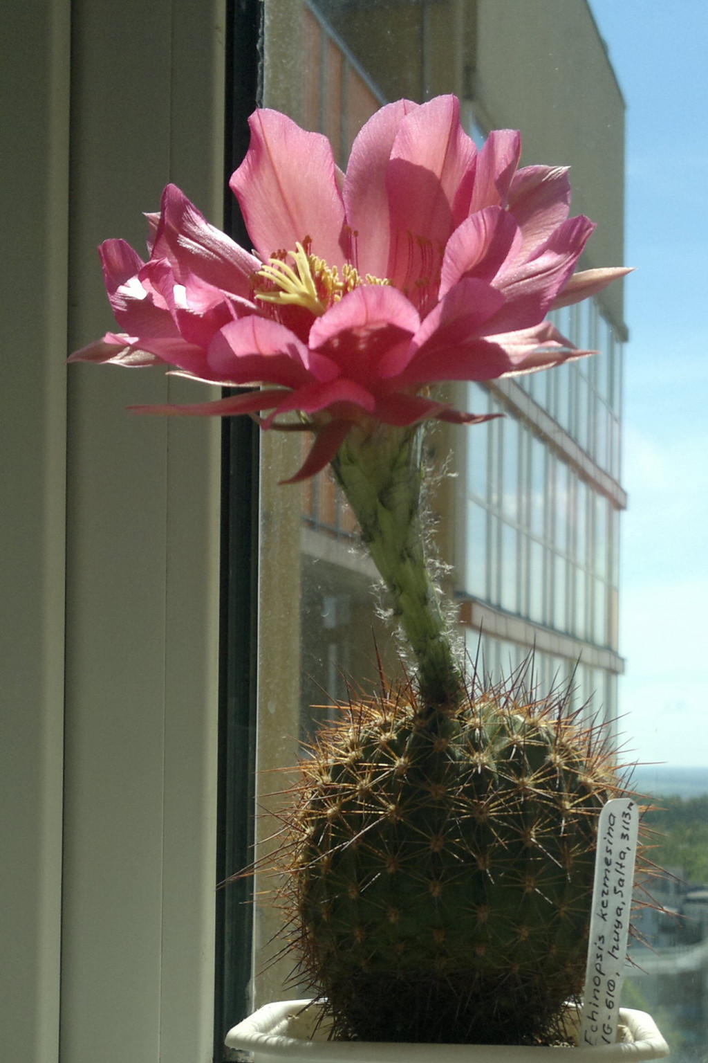 Echinopsis kermesina VG-610