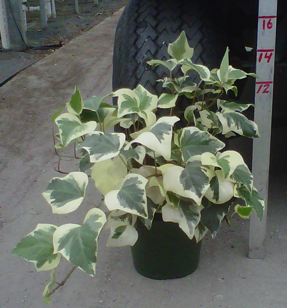   (Hedera canariensis) - 300 - 350 .