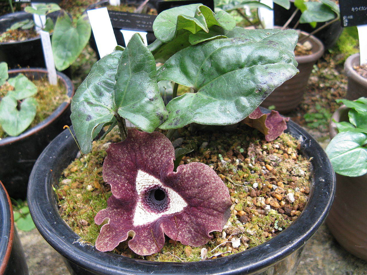 1280px-Asarum delavayi1.jpg