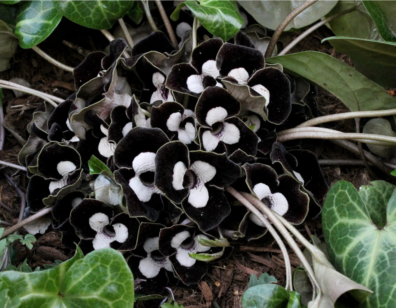  Asarum maximum giant.jpg