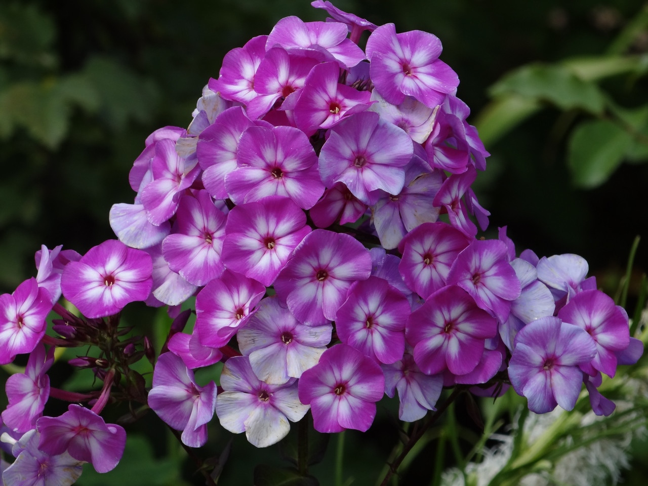 Флокс  С1 микс 195р