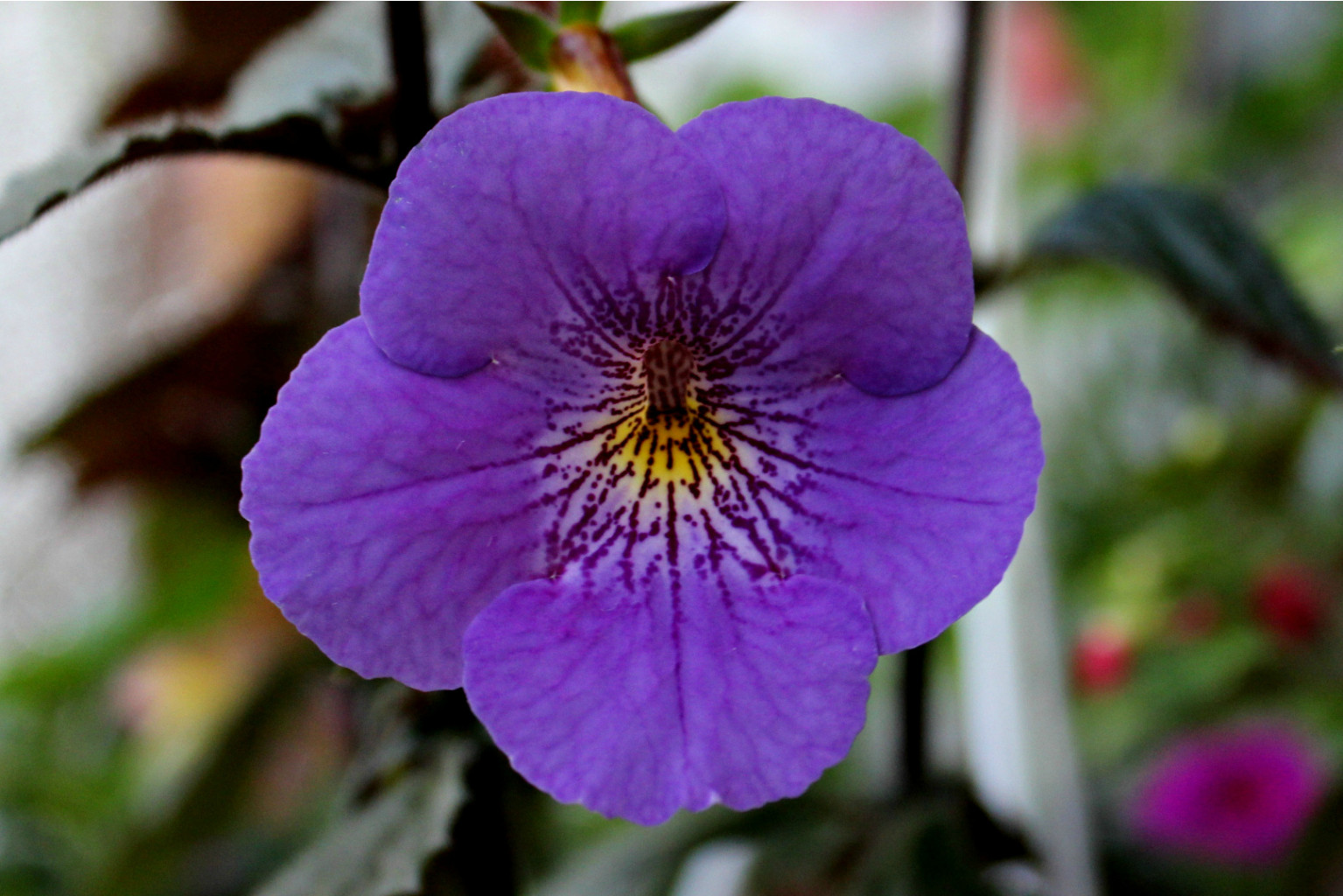 Tetra Himalayn Purple - 100 руб.