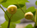 Asarum caulescens f. alba.jpg