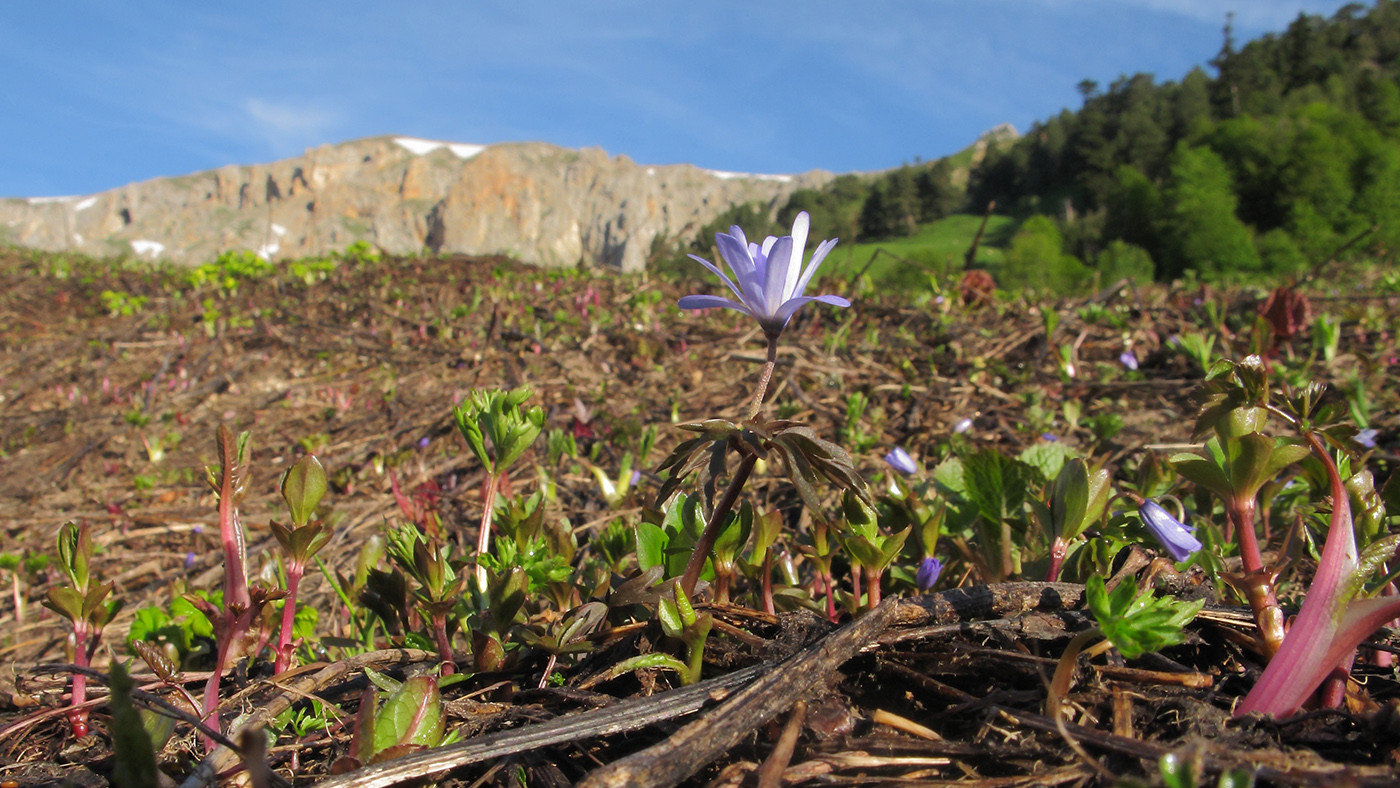 Anemone caucasica.jpg