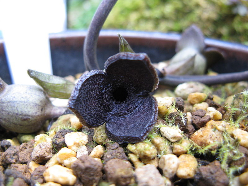 Asarum yoshikawae.jpg