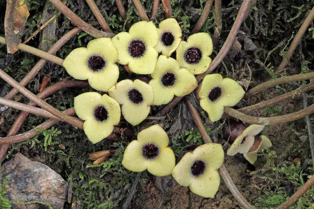 Asarum Hexastylis rosei North Carolina.jpg