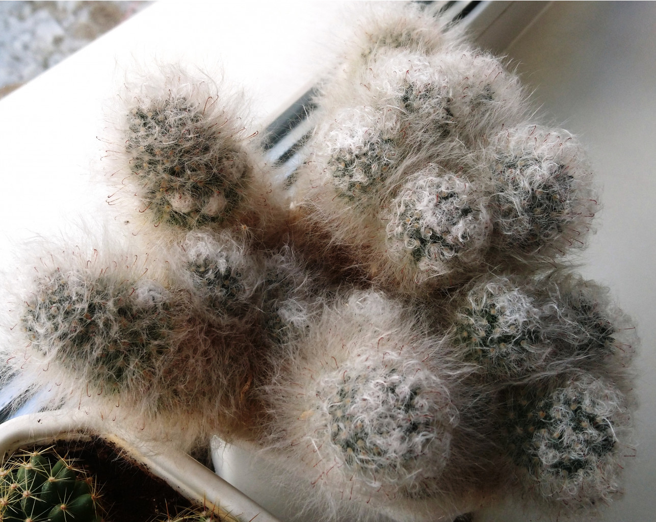 Mammillaria bocasana