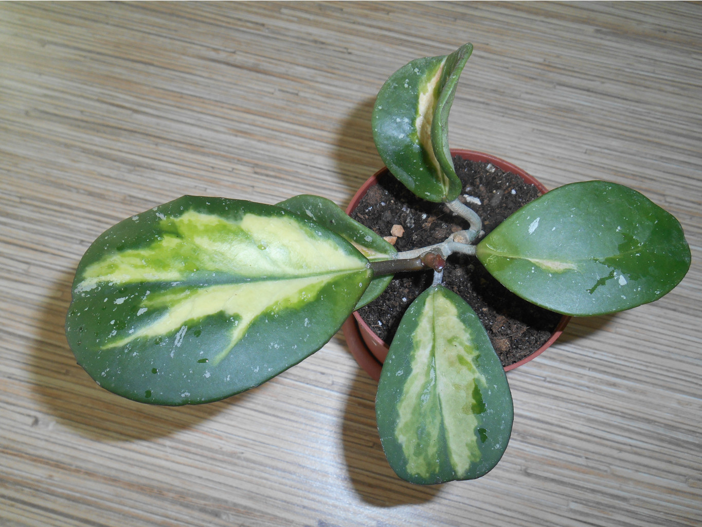 Obovata variegata.