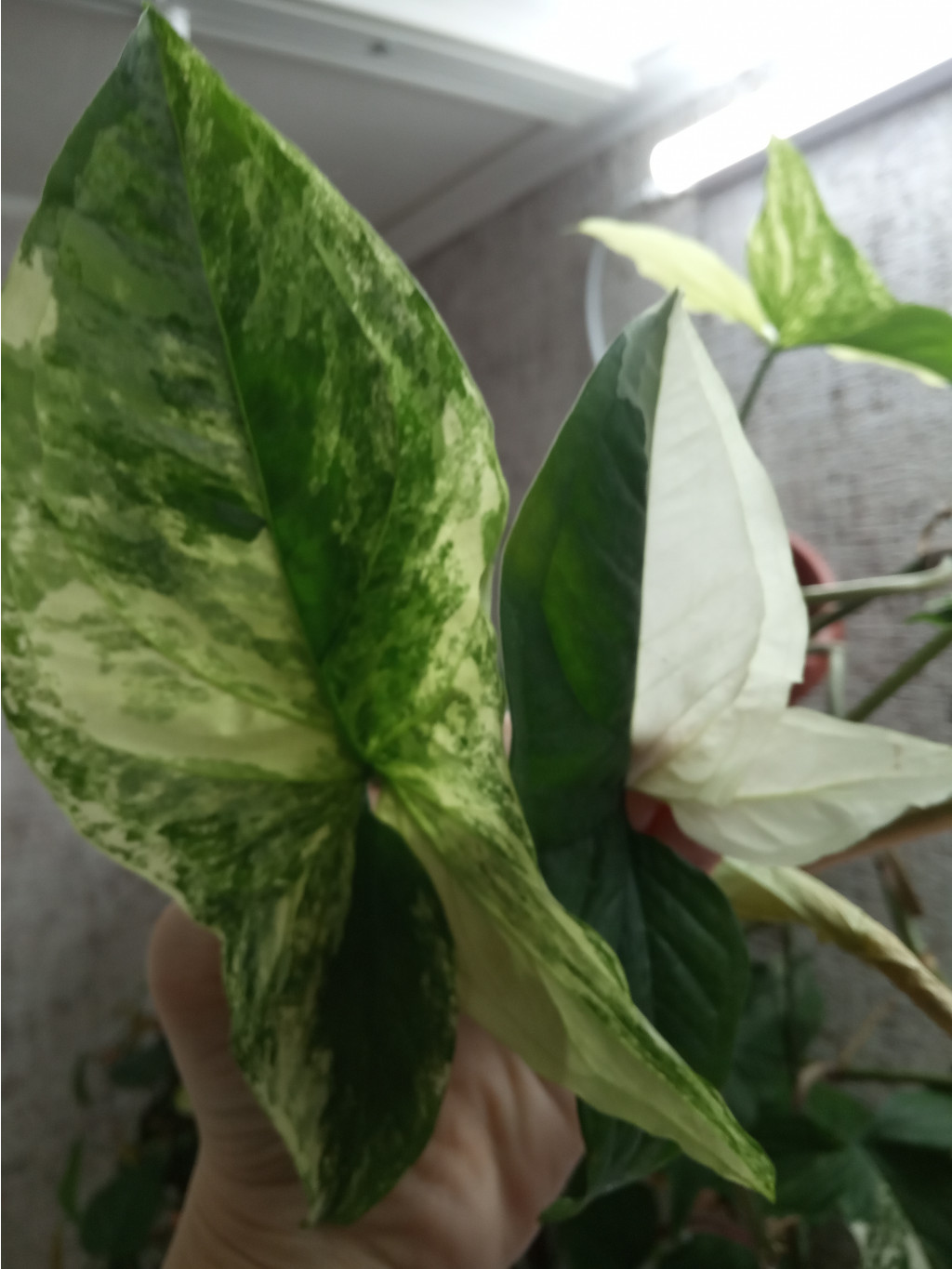 IMG 20190405 162515.jpg
