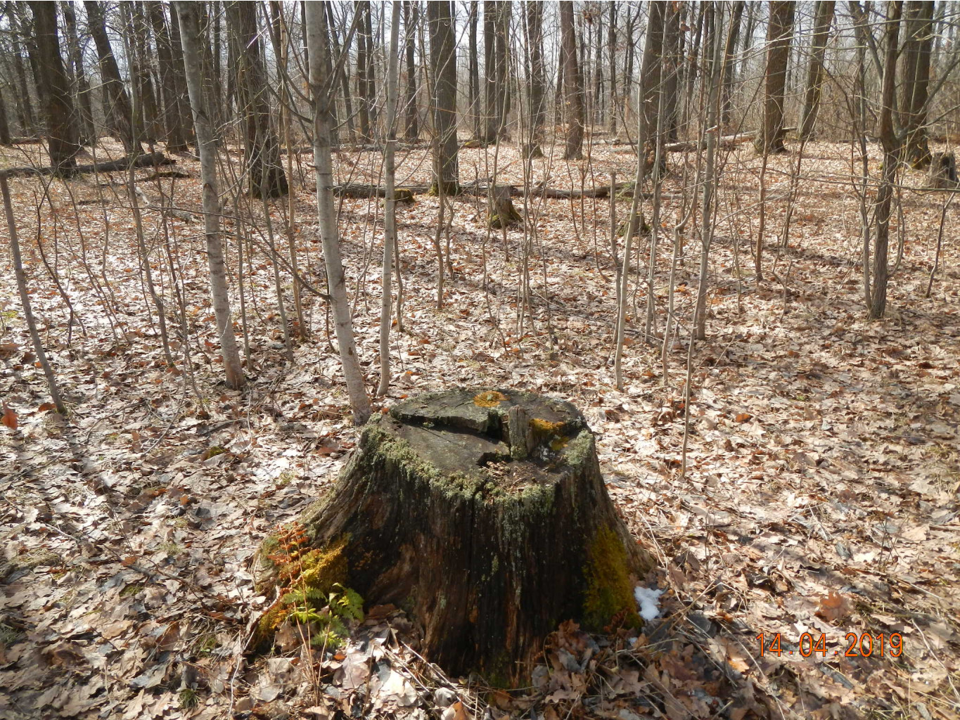 DSCN8811.JPG