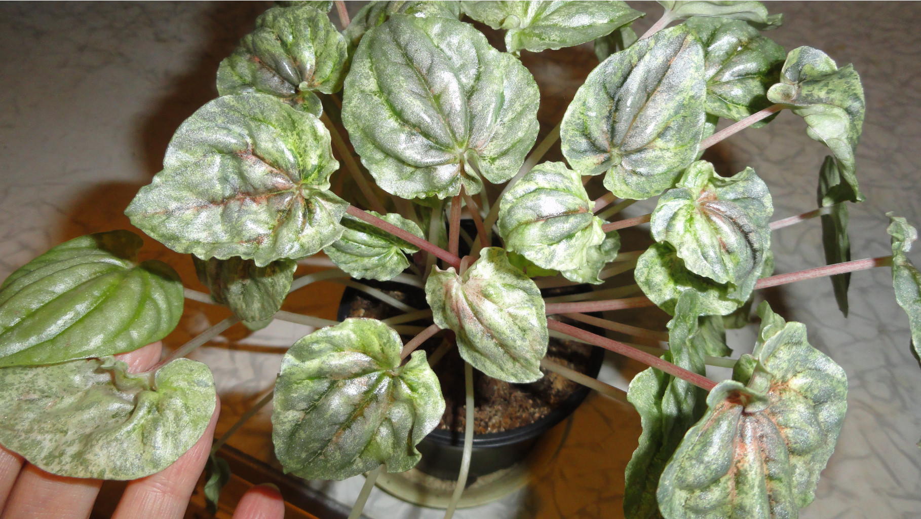     (Peperomia caperata)