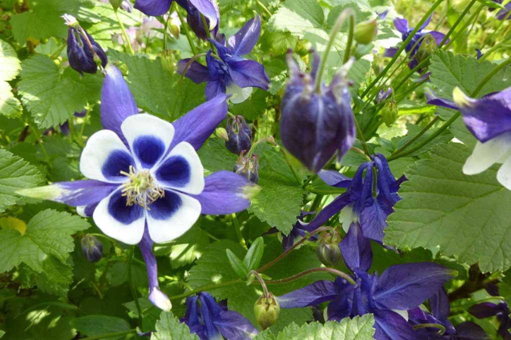 Аквилегия фиолет