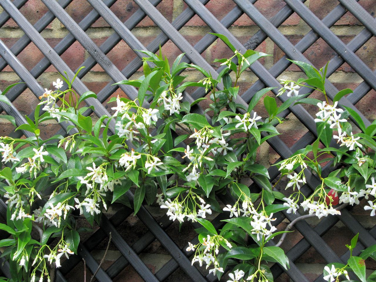  .. (Trachelospe-rmum jasminoides)- 500 - 550 