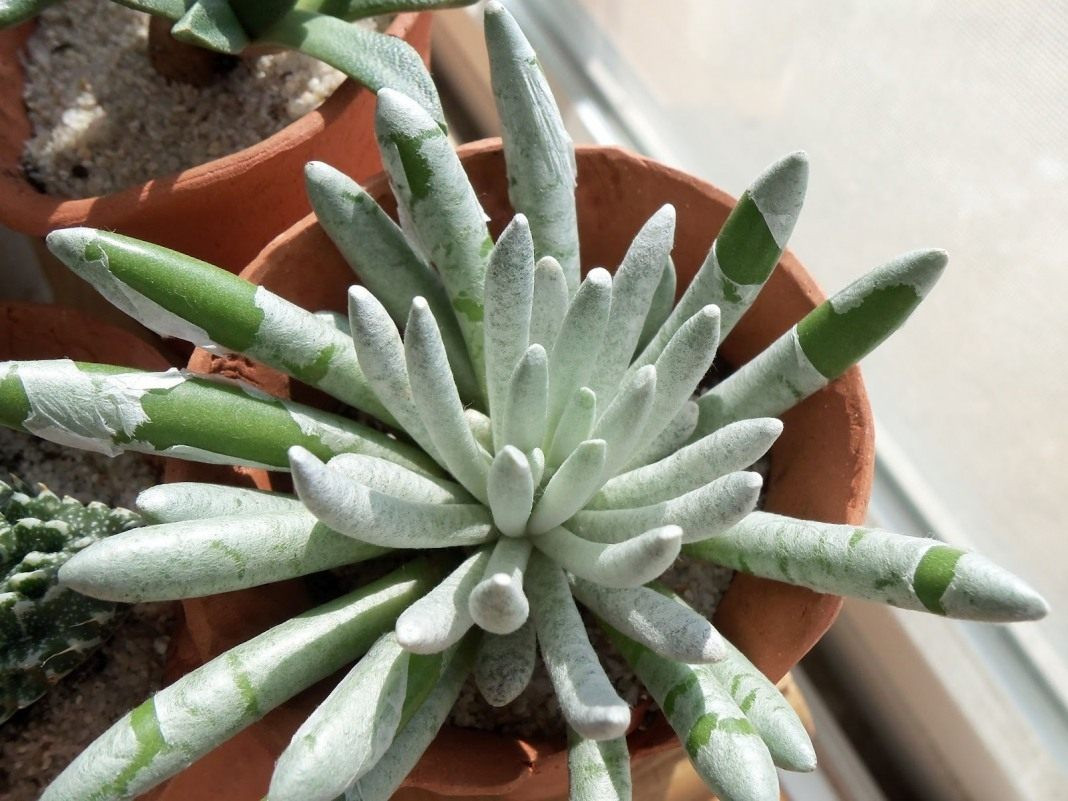   (Senecio scaposus)-