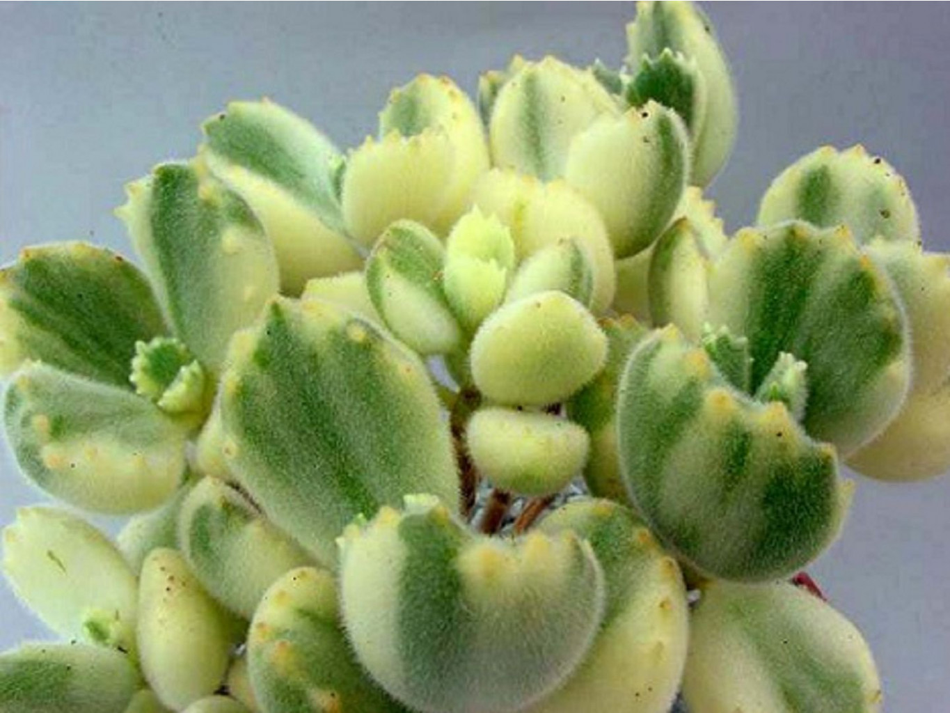  (Cotyledon ladismithiensis variegata)