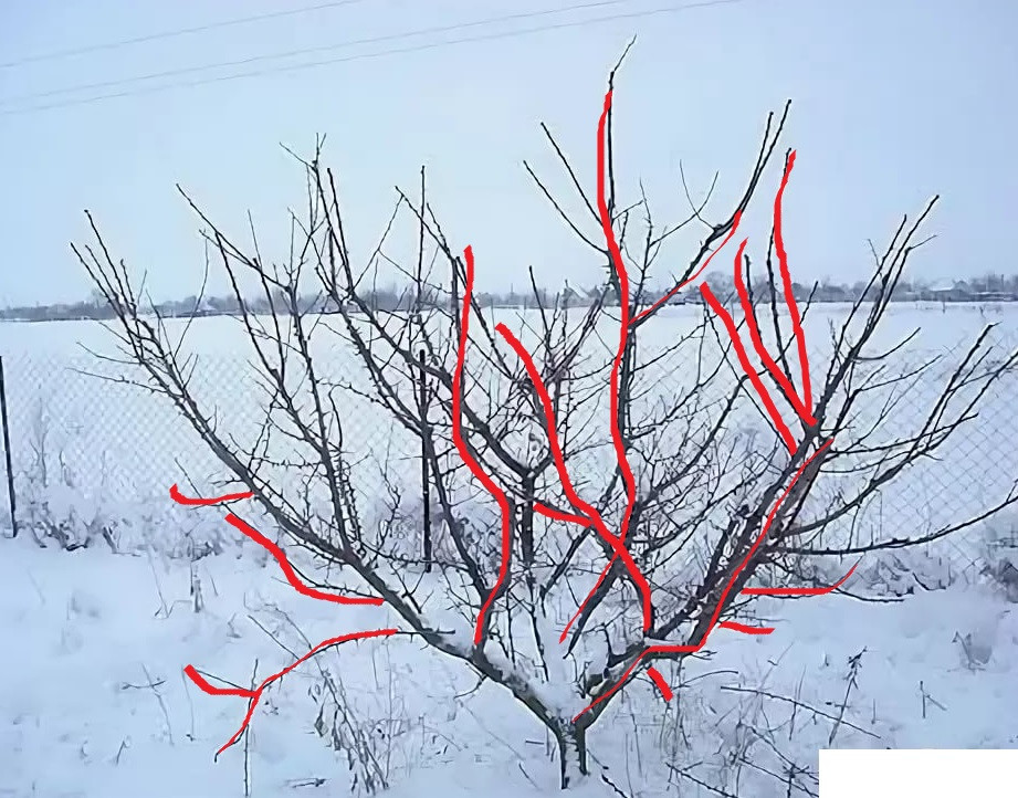 Услуги по обрезке и консультации по обрезке