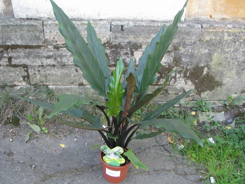   (Alocasia Lauterbachiana)- 550 .
