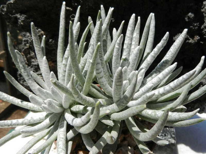   (Senecio scaposus)- 450 .