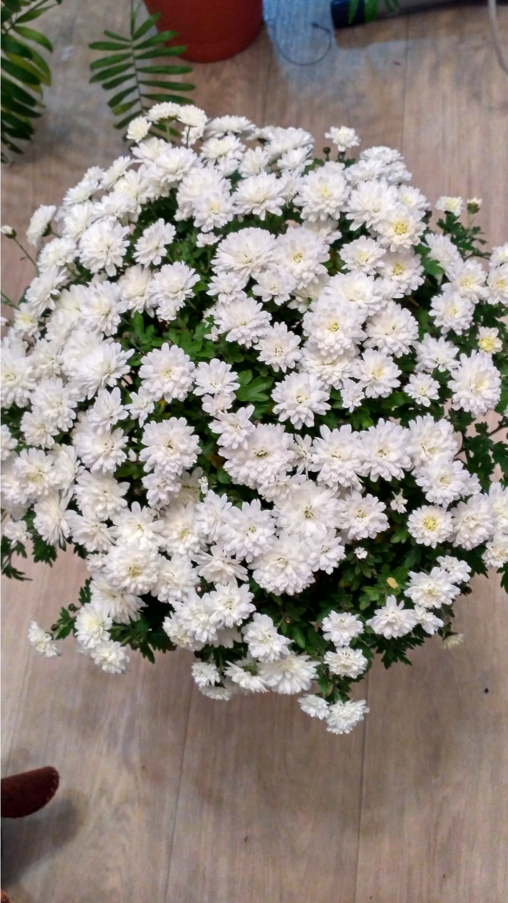 Branperfect white