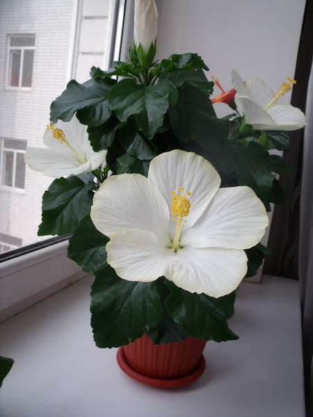      ( Hibiscus Sunny San Remo) - 450 .