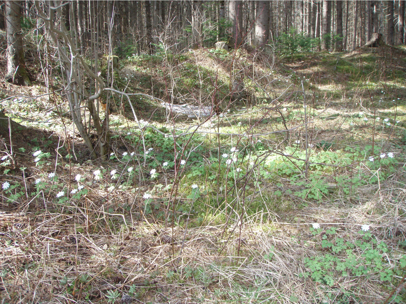 P1010053.JPG
