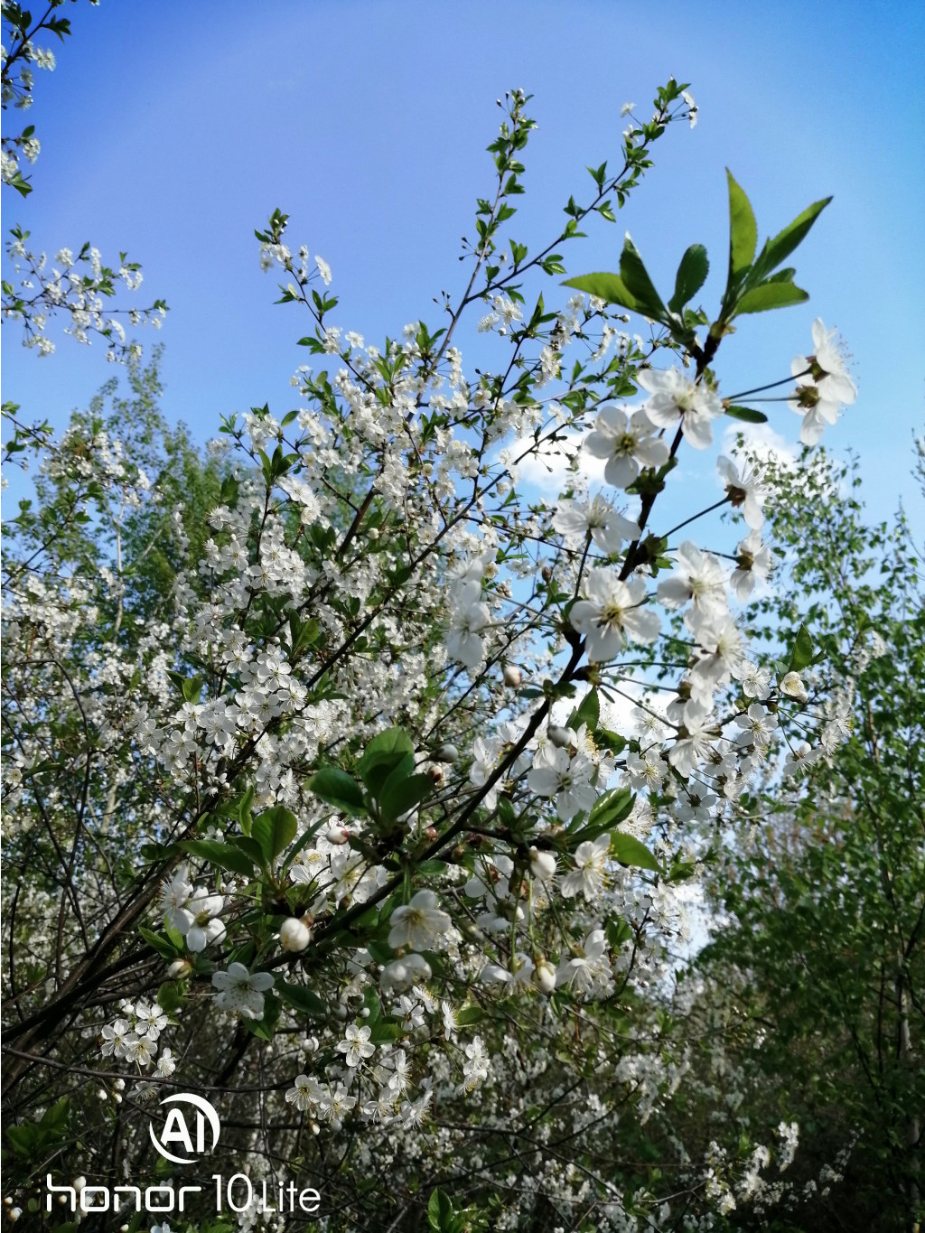 IMG 20190508 160839.jpg