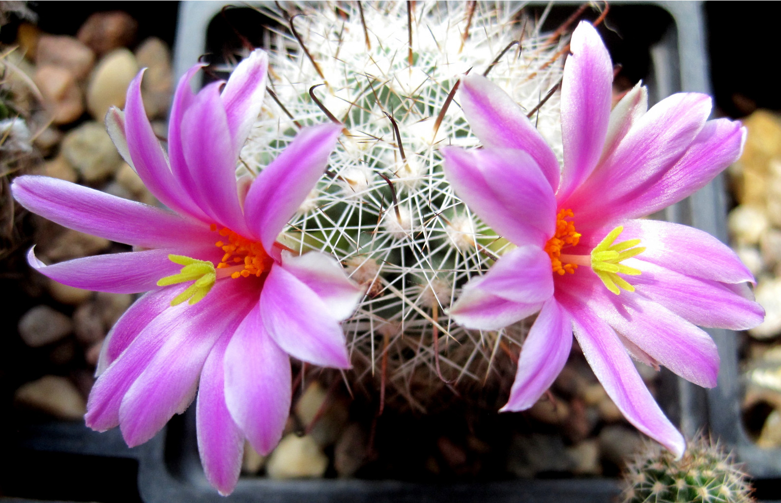 Mammillaria boolii