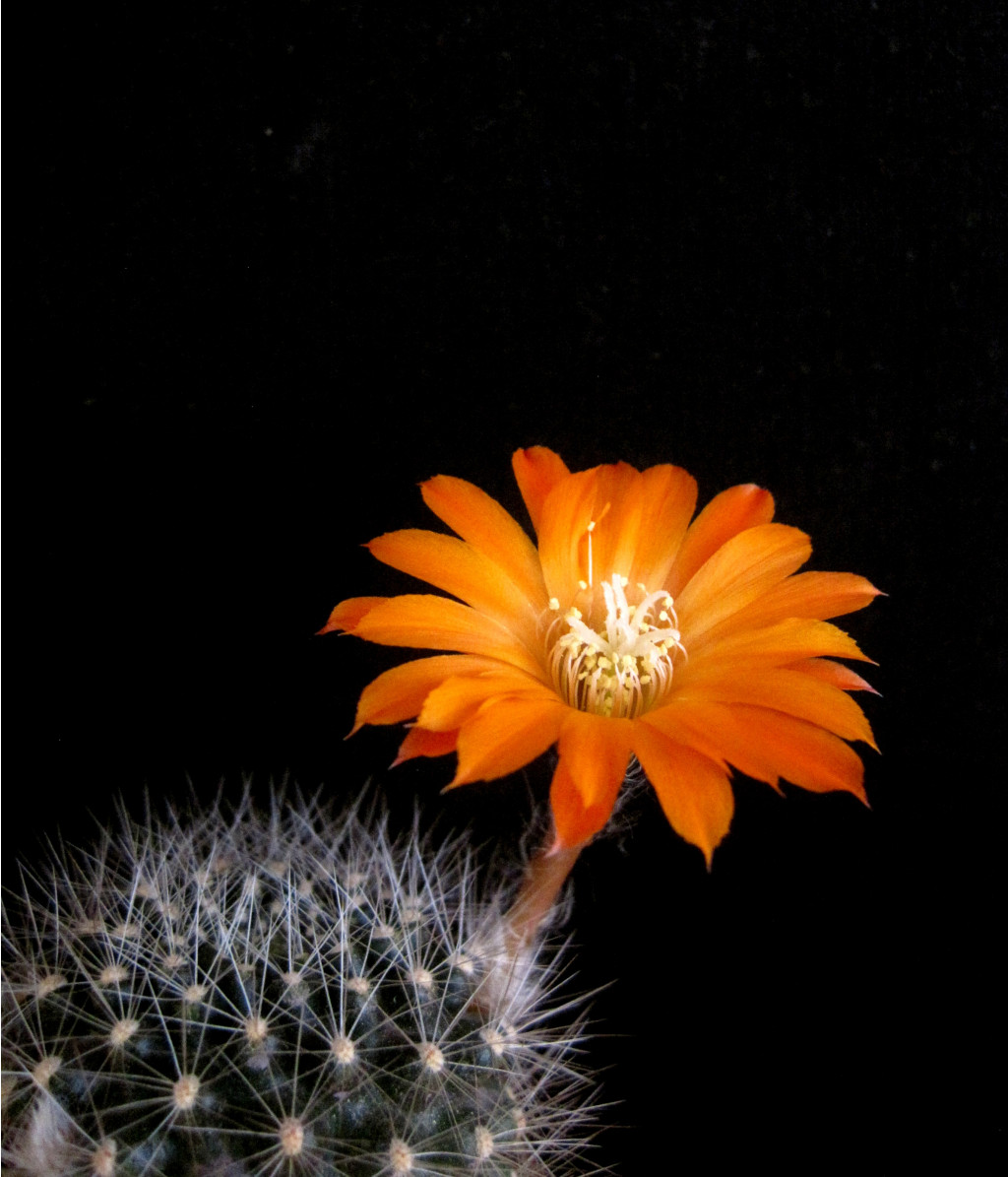 Rebutia flavistyla