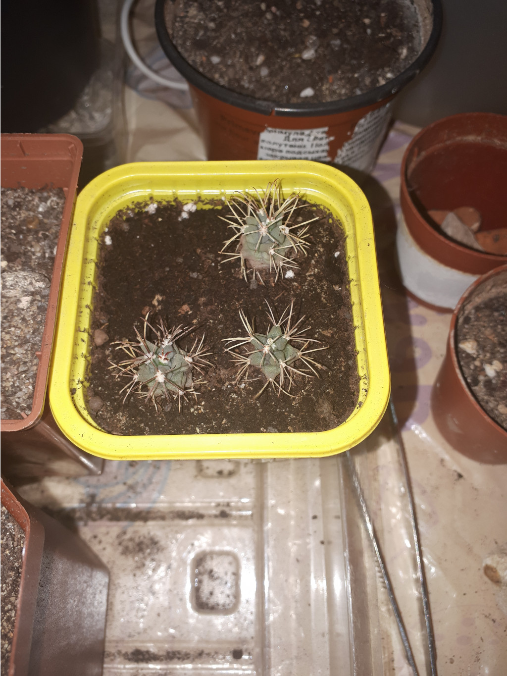 Glandulicactus uncinatus