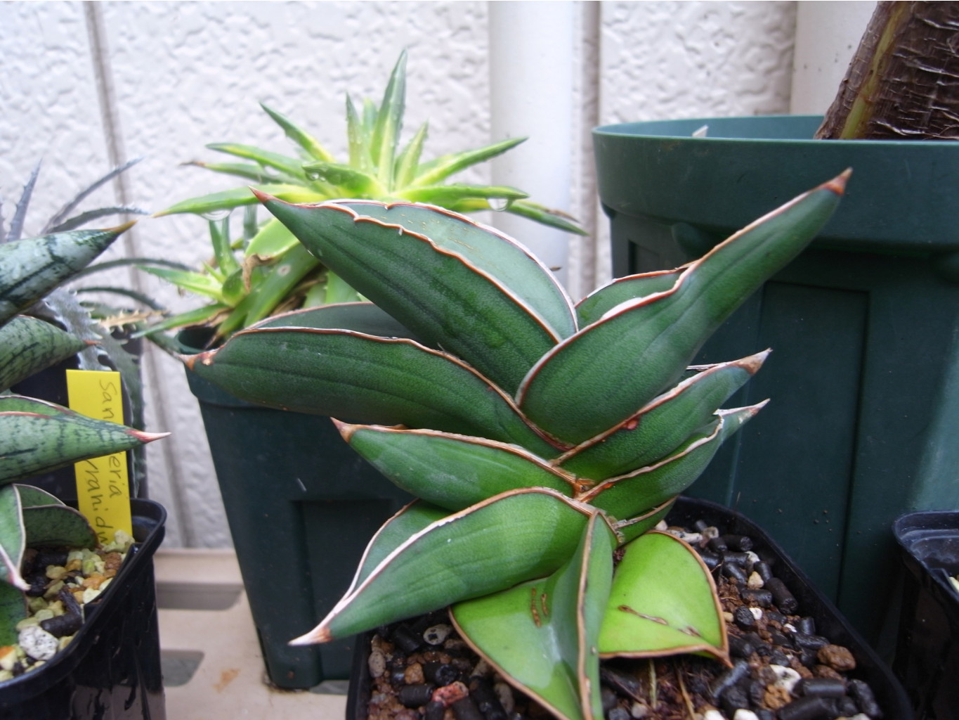  (Sansevieria Samurai) - 400 - 500 