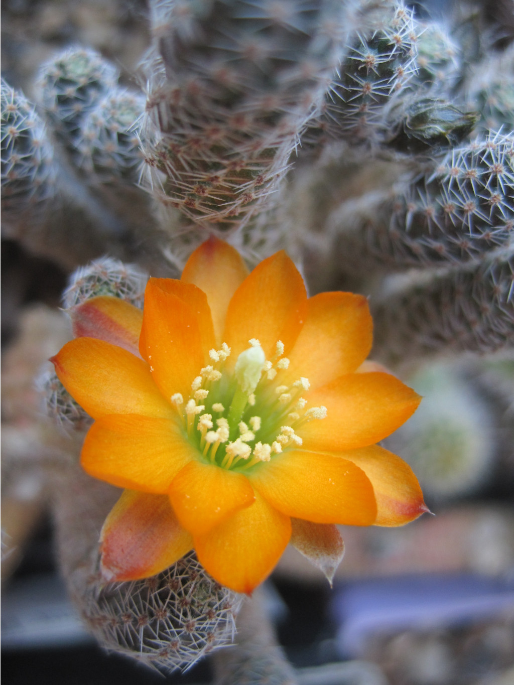 Rebutia pygmaea var. diersiana