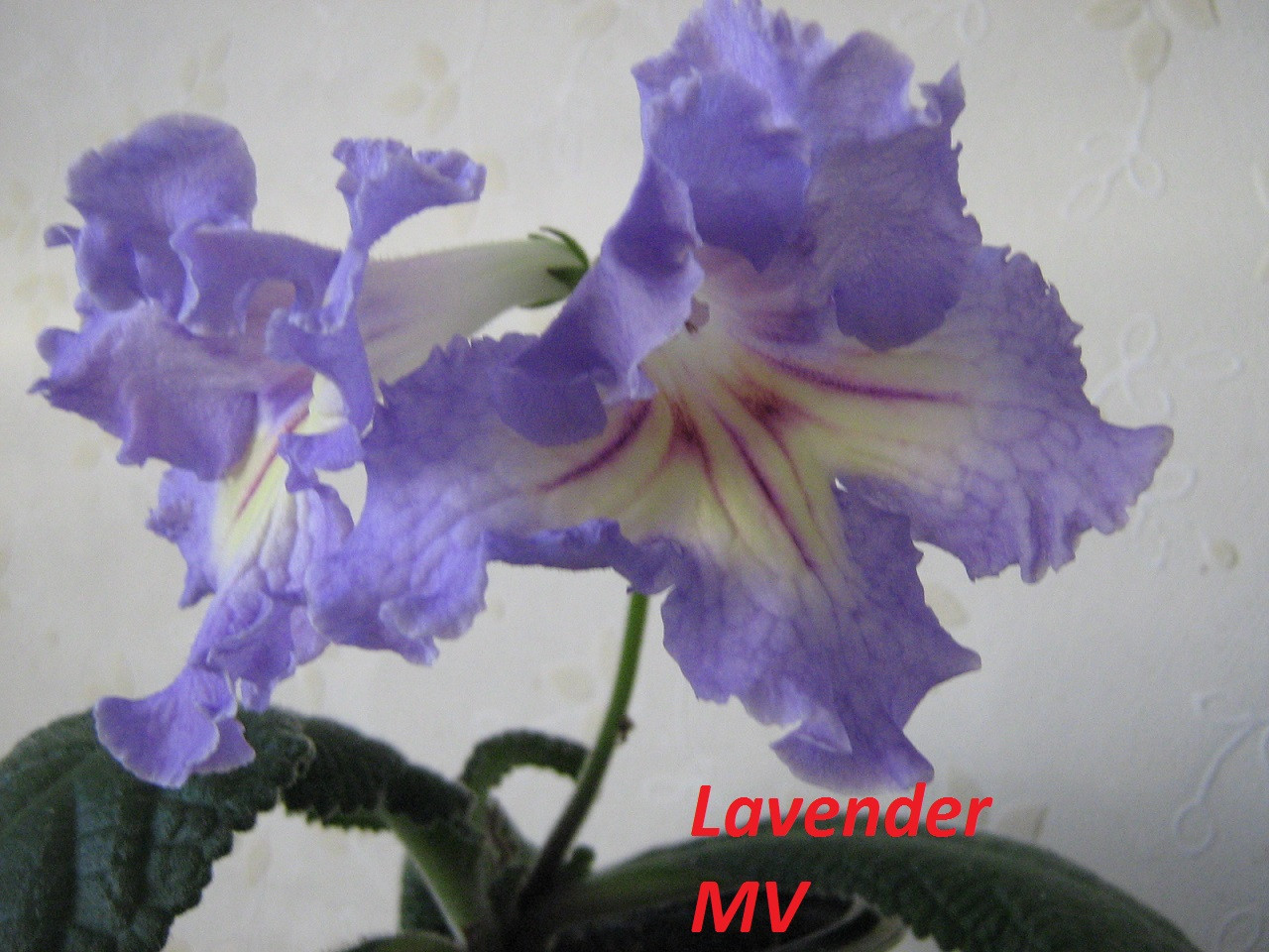 Lavender (Kl).jpg