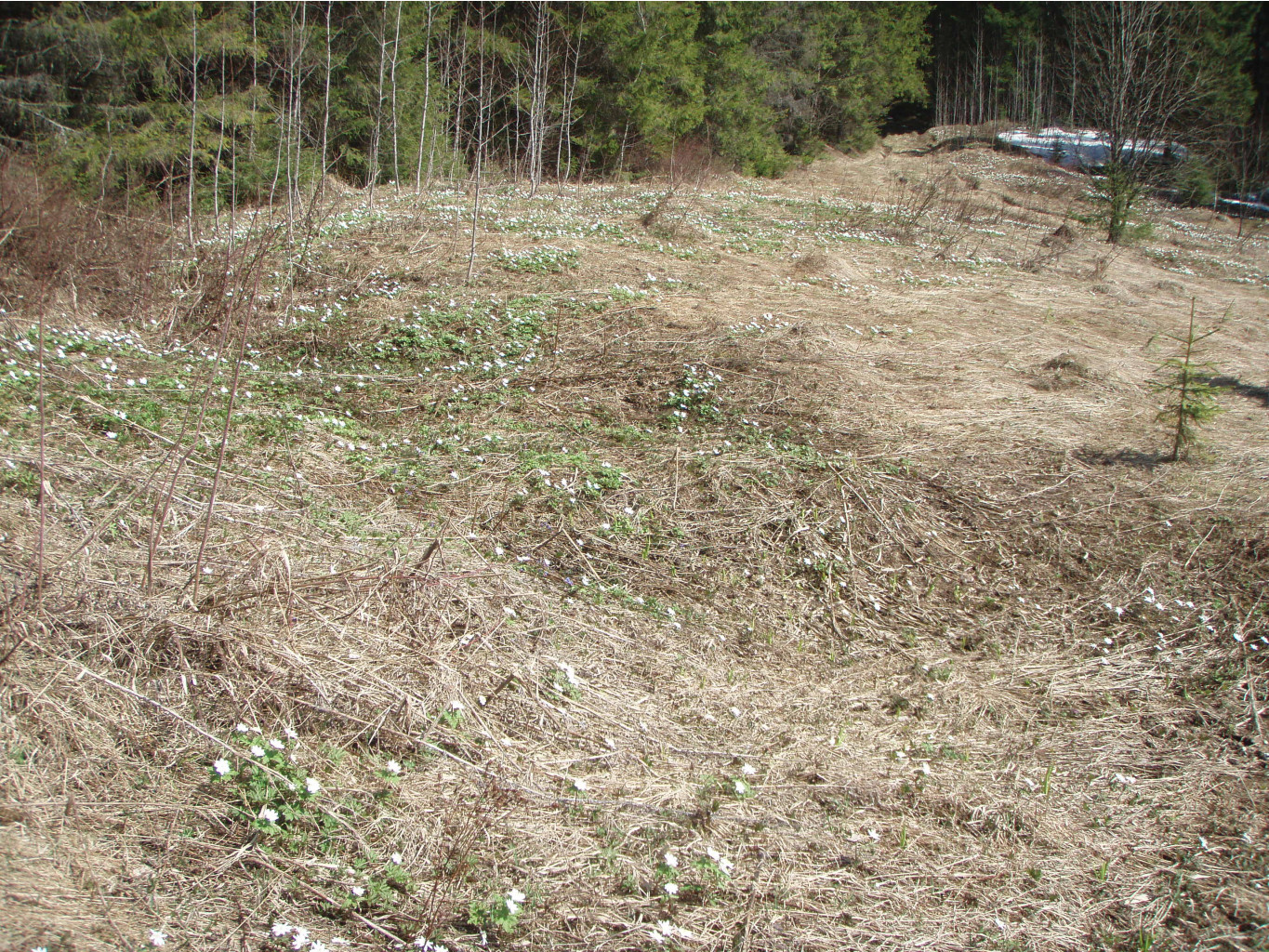 P1010051.JPG