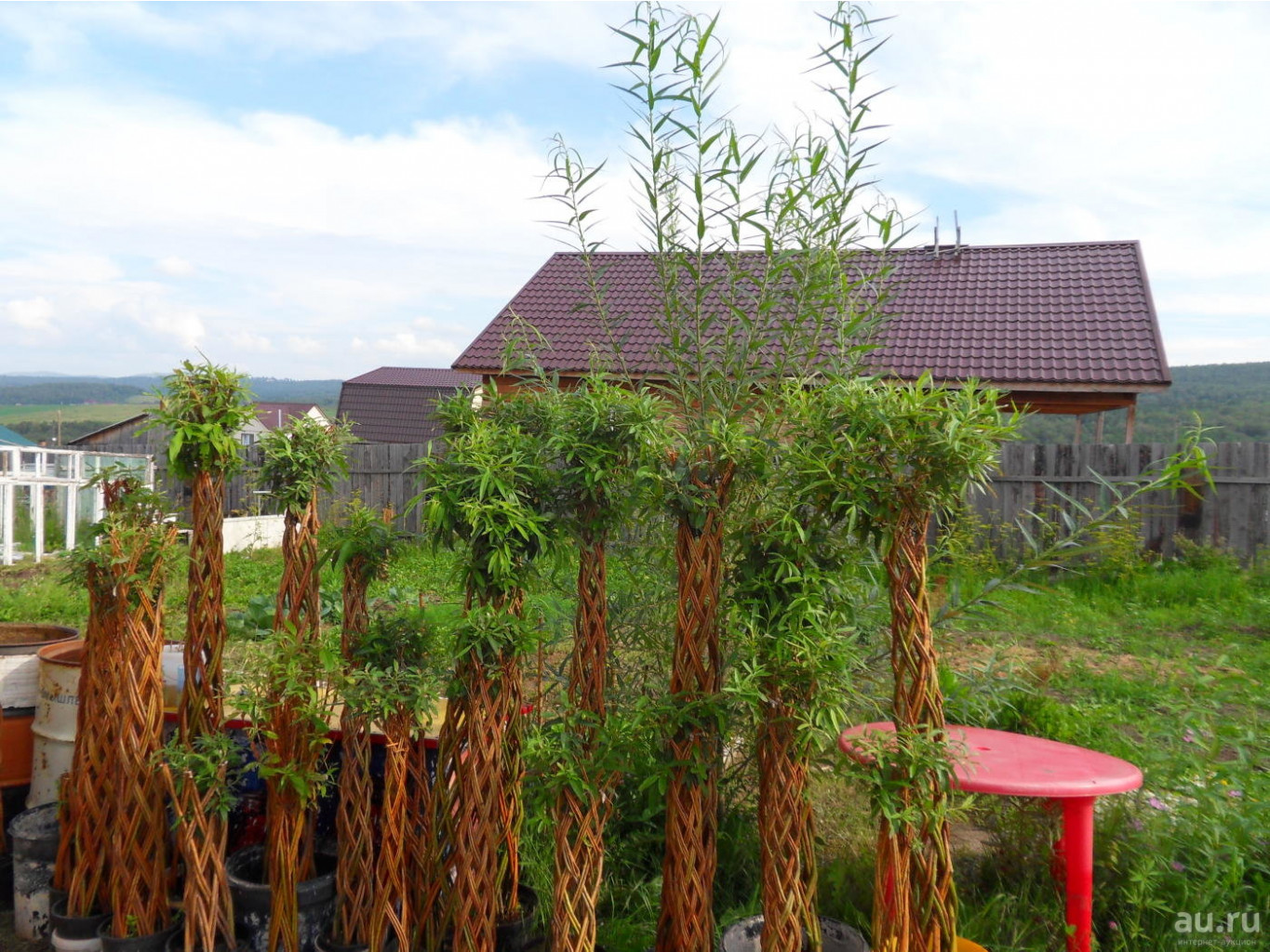 Zhivoe-pletenoe-derevo-iz-ivy-1-9497342.jpg