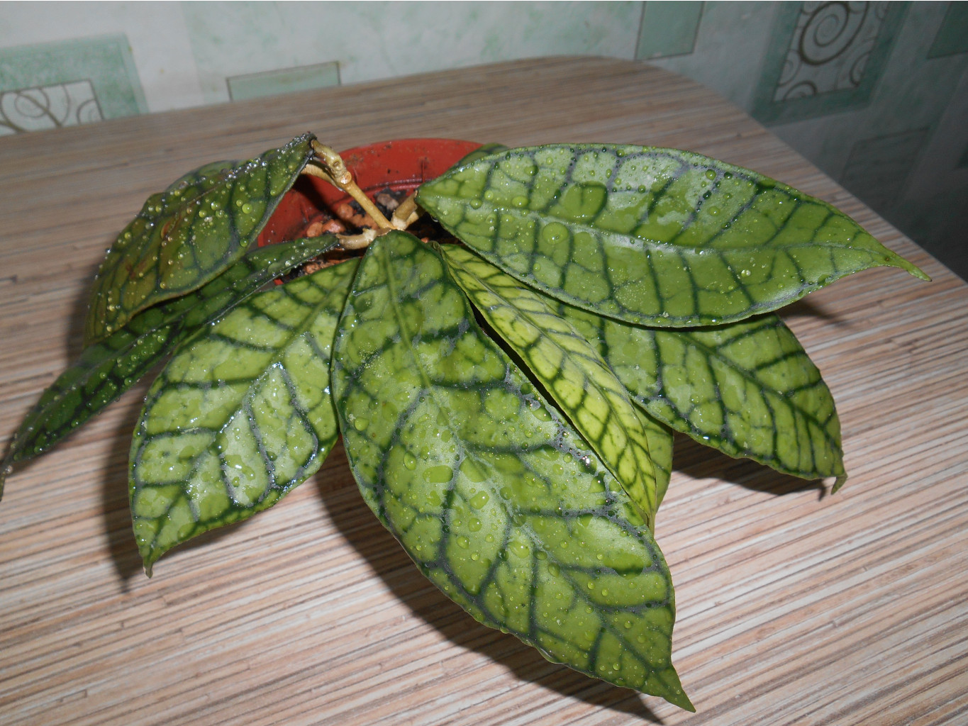 Hoya sp.Kalimantan.