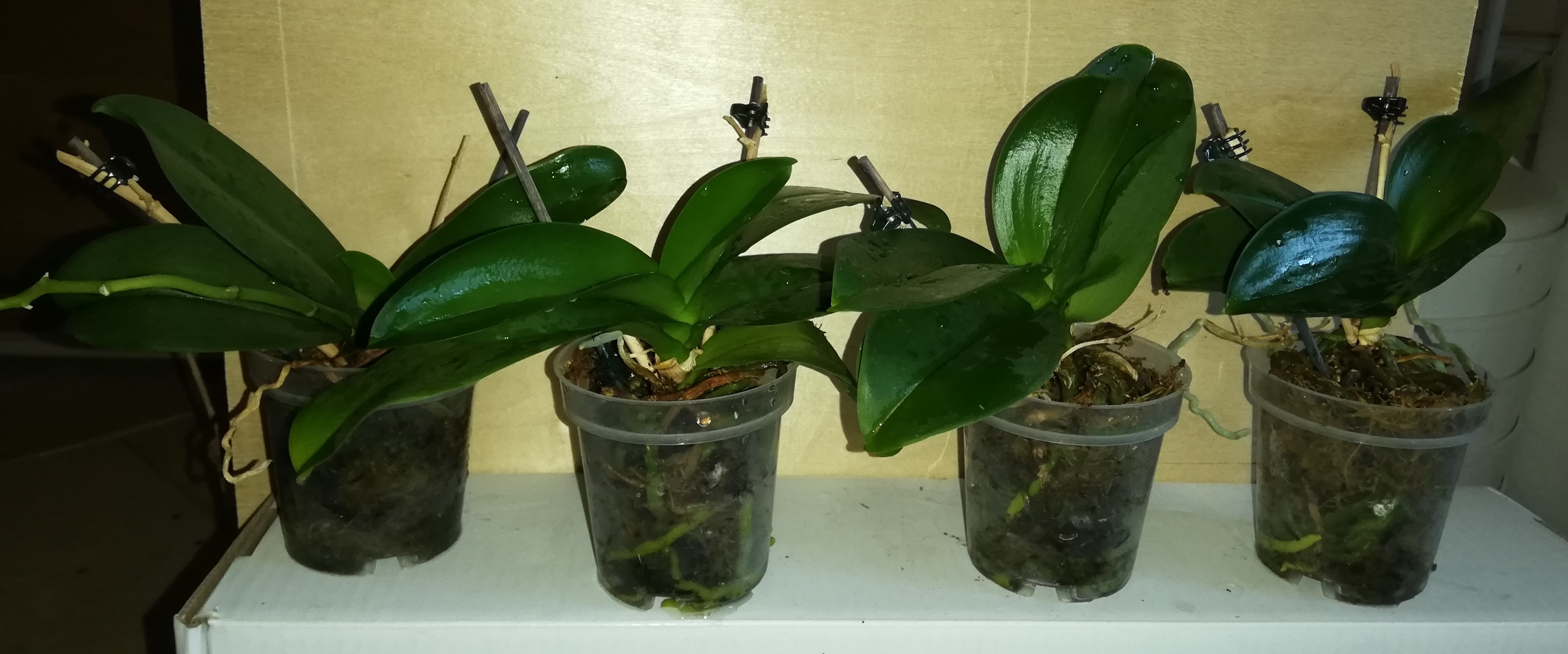 IMG 20190606 094431.jpg