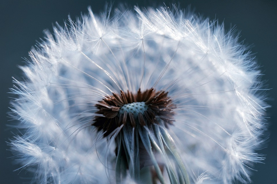 Dandelion-3318714 960 720.jpg