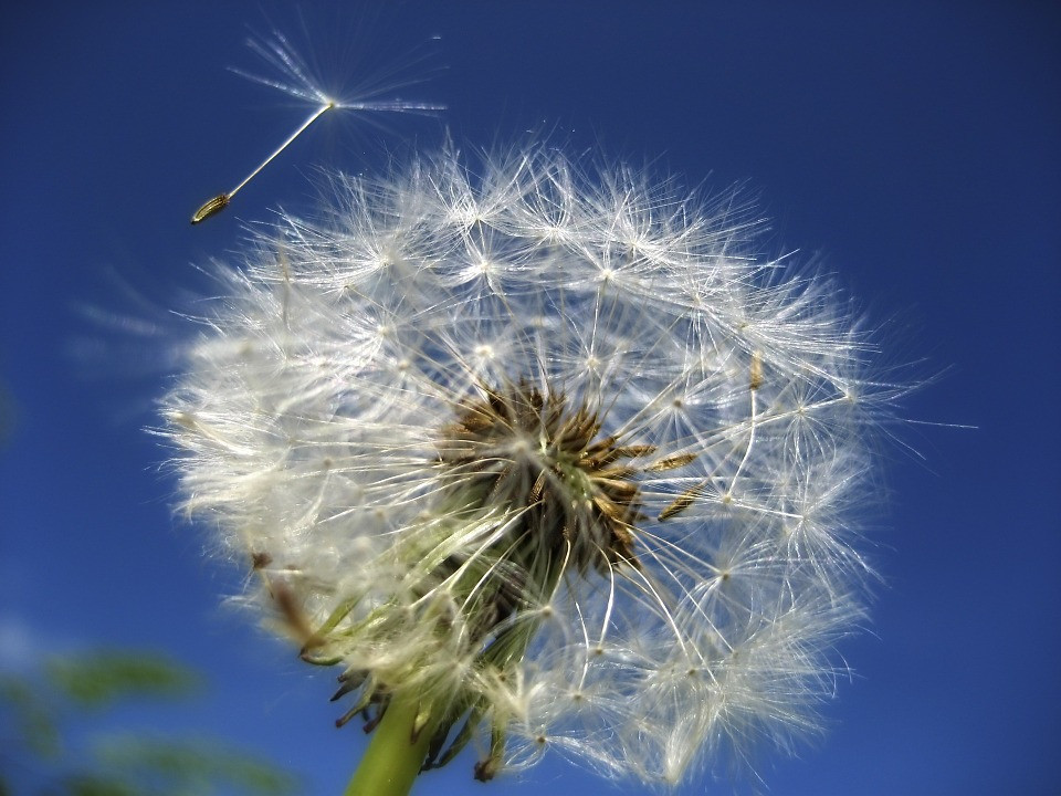 Dandelion-53800 960 720.jpg