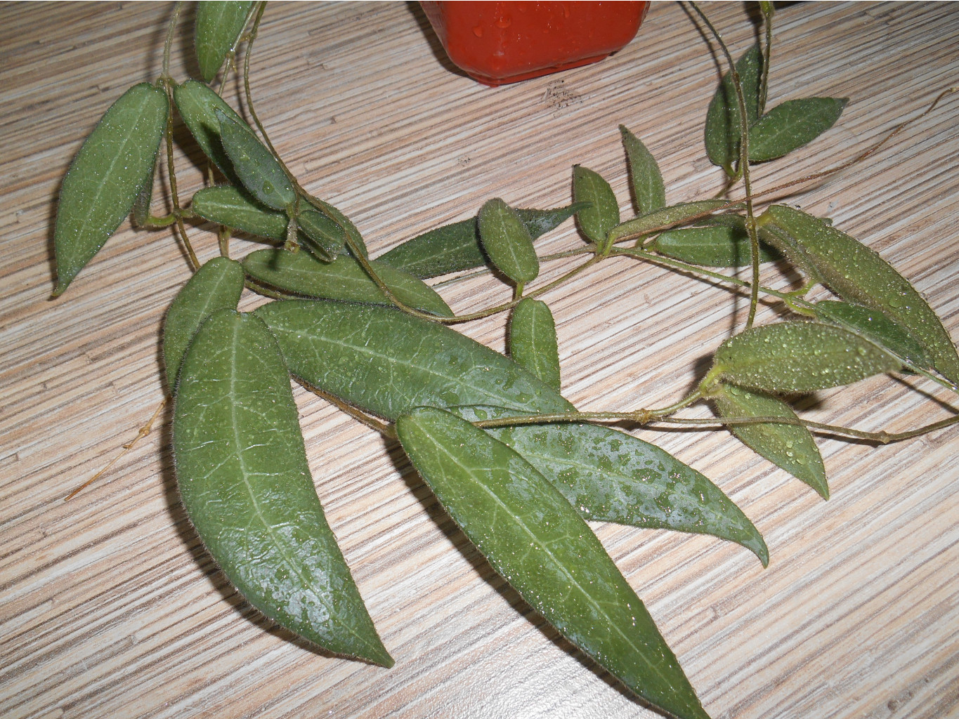 Hoya hypolasia.