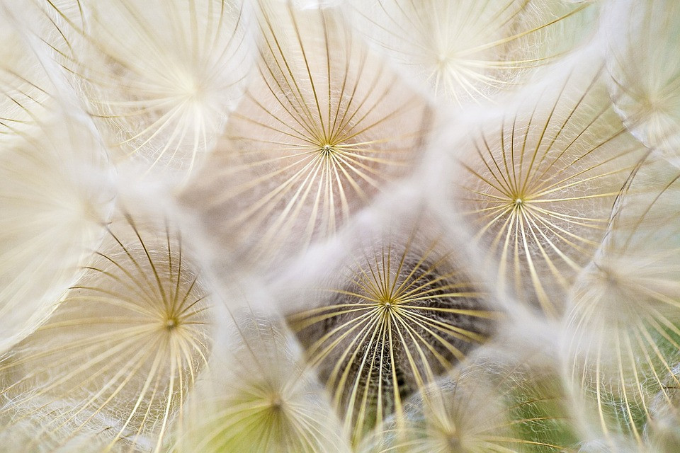 Dandelions-691928 960 720.jpg